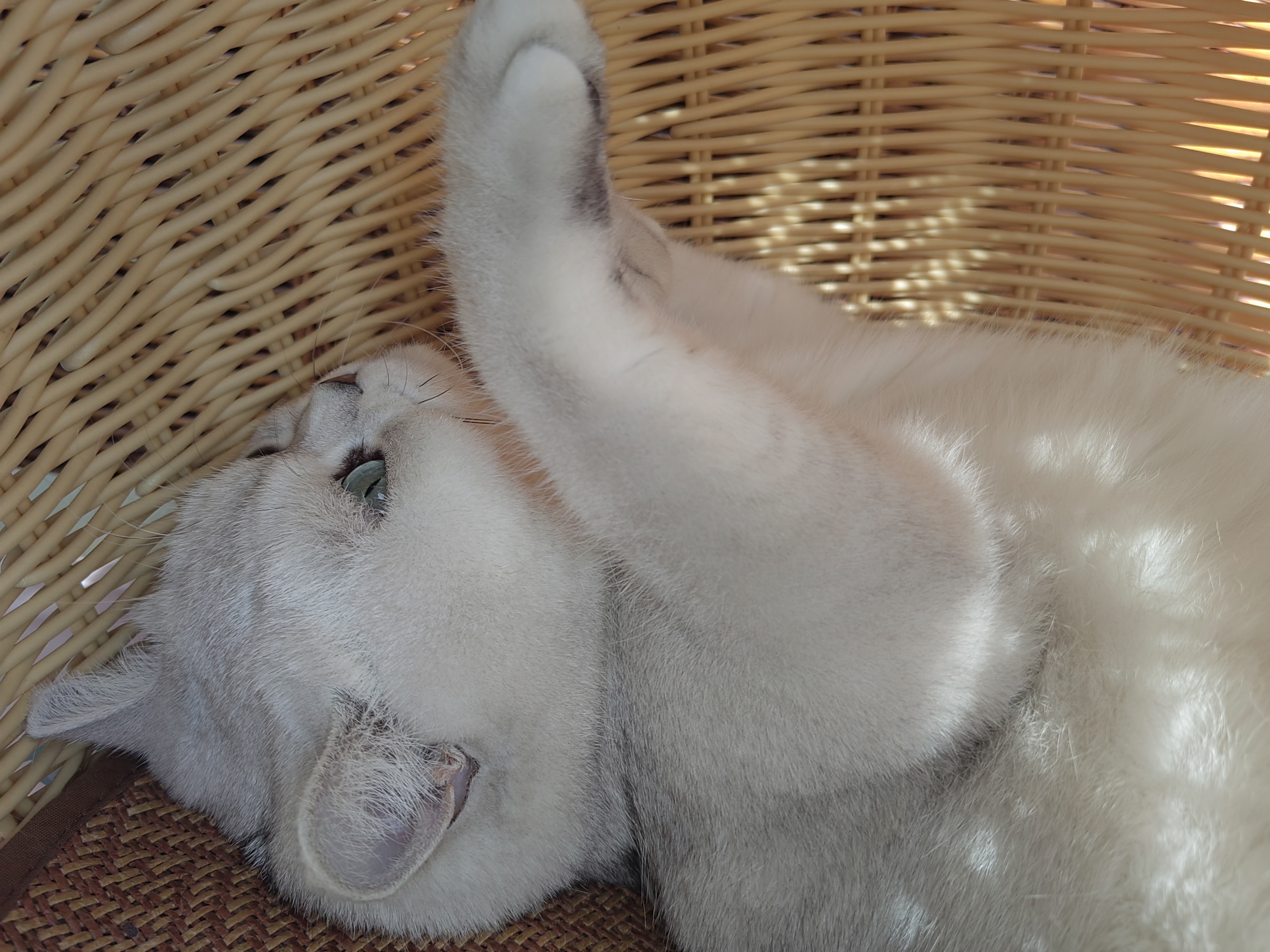 FARMINA PET FOODS法米娜减肥猫粮鲱鱼甜橙绝育成猫粮5kg 实拍图