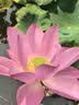 鲁花 【保真花生油】食用油 5S 物理压榨 压榨一级 花生油4L  实拍图