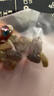 新疆葡萄干 特级葡萄干*1包(拍2发3包） 实拍图