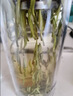 天旭茶叶绿茶雀舌特级四川毛尖2026新茶春茶明前嫩芽高山云雾茶250g 实拍图