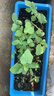 德沃多55L植物营养土通用养花土种菜有机土壤泥炭土绿植盆栽种植 实拍图