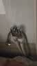 科固（KEGOO）洗衣机水龙头黄铜三通分水器 卫生间双控角阀一进二出4分6分K6050 实拍图