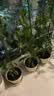 德沃多55L植物营养土通用养花土种菜有机土壤泥炭土绿植盆栽种植 实拍图