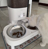 霍曼（Homerun）宠物智能自动喂食器猫粮定时猫咪自动投食机不锈钢双碗增高版PF20 实拍图