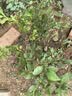 欧悟【买2颗送1颗】嫁接车厘子树苗大樱桃树苗盆栽果树苗木南北方种植 甜蜜蜜蓝莓树苗 6年苗当年结果 实拍图