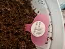 IAM City Farmer草莓DIY趣味种植盆栽可食用种子阳台种植开学季教师节礼物10098 实拍图