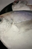 富海锦渤海银鲳鱼净重450g3条平鱼深海鱼烧烤食材烤鱼海鲜鱼类纯鱼肉 实拍图