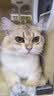 凯锐思猫条猫零食 猫条鱼肉条0添加0诱食剂湿粮混合口味猫咪零食 【鱼油爆珠】美毛助消化50支 实拍图