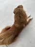憨憨乐园宠物猫梳子猫毛狗狗毛梳子去浮毛脱毛猫咪梳毛刷神器大型犬用品 实拍图