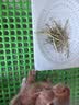 25年兔草苜蓿草干草兔子粮食龙猫荷兰猪豚鼠饲料高纤维兔粮 提摩西草1斤500g(净重) 实拍图