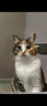 instinct进口猫粮百利无谷鸡全猫幼猫干粮11磅/5kg 效期26年11月1日 实拍图
