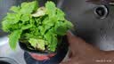 盆栽可食用新鲜薄荷叶盆栽清凉茶可做冷饮的香草室内好养植物 小盆薄荷吸水懒人盆 可食用 实拍图
