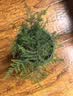 文竹盆栽绿植花卉盆景植物室内客厅水培文松云竹文竹大苗四季常青 小文竹【1颗】原盆原土球发货 高度15-25cm 实拍图