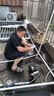 扬子不锈钢增压泵家用全自动热水器增压泵自来水全屋自吸泵太阳能抽水 不锈钢全自动自吸泵380W 实拍图