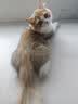 Orijen渴望猫粮 成猫幼猫粮 全价通用无谷原味鸡肉进口5.4kg效期26/12 实拍图