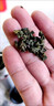 玉滋堂特级绞股蓝正宗平利七叶绞股蓝茶叶嫩叶芽中药材养生茶3罐装 实拍图