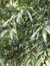 薇婷（VEET）脱毛膏女士腋下四肢50ml 脱毛膏腋下 非私密处非永久去根 实拍图