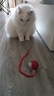 【京东快递】猫咪玩具自嗨解闷智能逗猫球自动逗猫遛猫遛狗突突球 奢华版【带绳款宠物球】 实拍图