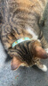 欢宠网猫咪驱虫项圈狗狗猫宠物狗猫圈除跳蚤猫猫幼猫小猫小狗体外去跳蚤 实拍图