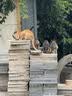 路斯冻干三拼猫粮成猫幼猫粮全价营养冻干猫粮10kg 实拍图