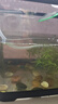 阔庭（KUOTING）鱼缸懒人鱼缸家用客厅办公室金鱼缸过滤鱼缸黑色款 实拍图