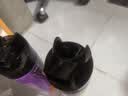 雷达（Raid）杀虫剂喷雾 550ml*2瓶 香甜橙花香型家用室内杀蟑 杀虫气雾剂 实拍图