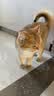 Orijen渴望猫粮 成猫幼猫粮 六种鱼肉美毛无谷全价进口5.4kg效期27/1 实拍图