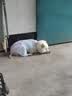 MIKI PAD狗狗衣服凉凉衣四脚春秋薄款中大型犬边牧宠物防虫凉感冰丝防晒衣 紫色 【凉感防晒】UPF50+ 8XL 参考背长70cm购买（建议55-70斤） 实拍图