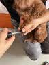 HELLOJOY宠物猫狗指甲剪狗指甲钳猫咪用指甲剪新手专用指甲刀钳磨甲器 实拍图