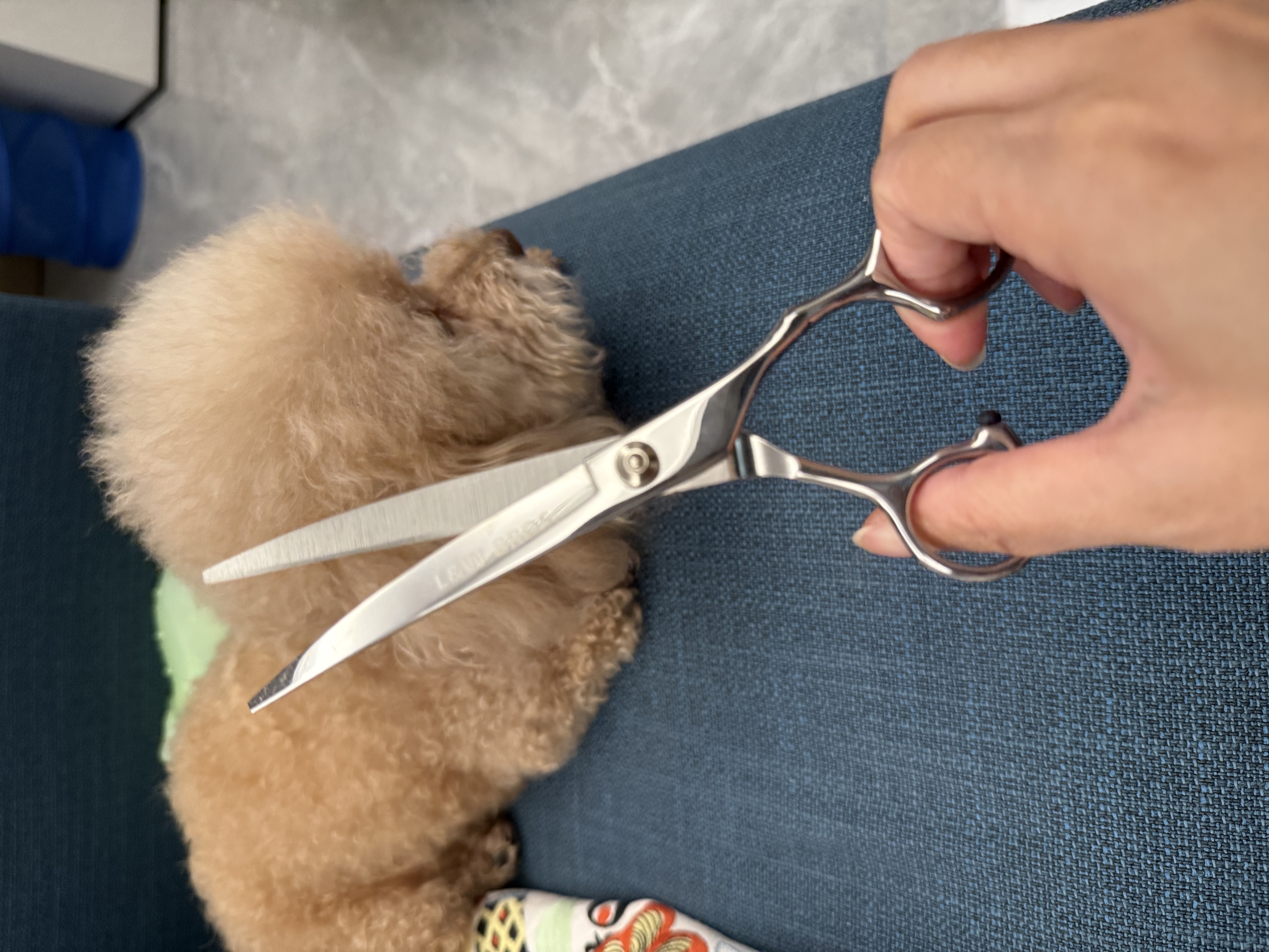来旺兄弟 宠物美容剪刀猫咪狗狗泰迪金毛修毛理发用品 弯剪下翘剪7英寸 实拍图