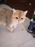 诚实一口P32全价猫粮成猫幼猫室内外低敏轻松蛋白易消化守护肠胃营养 6kg 实拍图