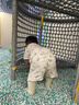 碧芭宝贝盛夏光年Pro拉拉裤XXL码28片(≥15kg)学步裤尿不湿夏天超薄透气 实拍图
