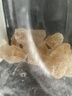 十月稻田 黄冰糖500g 1斤 多晶蔗糖老冰糖 炒糖色 糖水泡茶甜汤厨房调味 实拍图
