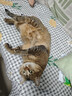 皇家猫粮 成猫猫粮 去毛球 IH34 通用粮 12月以上 2KG 实拍图