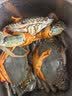 【活蟹】掌昕鲜三门青蟹 全母蟹（4-5两/只）3只 生鲜活螃蟹海鲜水产送礼品盒 源头直发 实拍图