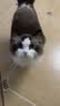 佩玛思特PetMaster深海鱼系列幼猫成猫粮鸡肉冻干混合双拼猫粮2kg 实拍图