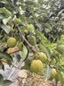 舒肤佳净透沐浴露红石榴香氛570g添加果酸焕亮持久留香 新老包装随机 实拍图