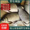 微山湖野生鲫鱼土渔民捕捞活鱼现杀净膛滋补炖汤400g/袋生鲜鱼类 大号【2-3条/400g】400g*5袋 实拍图