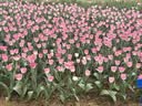 苏垦珍珠米20斤 宝金玉大米10kg 绿色食品 当季新米 实拍图