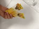 【特价】秋梨膏棒棒糖正宗网红小零食儿童硬糖果批发独立包装休闲 梨膏棒棒糖4支 实拍图