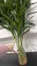 花翁带根富贵竹水培植物客厅招财旺宅花卉绿植盆栽竹子文昌竹源头直发 实拍图