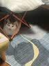 凯锐思猫条猫零食 猫条鱼肉条0添加0诱食剂湿粮混合口味猫咪零食 【鱼油爆珠】美毛助消化50支 实拍图