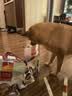 麦富迪狗狗零食 奢华营养鸭肉干400g成幼犬磨牙训练奖励解馋宠物零食 实拍图