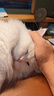 愛肯拿（ACANA）猫粮 牧场盛宴成猫幼猫粮 高蛋白无谷进口鸡肉粮5.4kg 效期27/5 实拍图