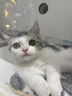 美士 全价冻干双拼成猫猫粮 100g 实拍图