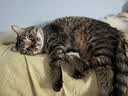 光多拉彩虹猫隧道加长125cm带逗猫球自嗨解闷钻洞迷宫小猫咪玩具可折叠 实拍图
