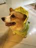 MIKI PAD狗狗雨衣全包四脚防水衣服春秋宠物中大型犬金毛萨摩耶防脏神器 绿色恐龙雨衣 6XL（建议背长63cm以内，建议体重50-65斤） 实拍图