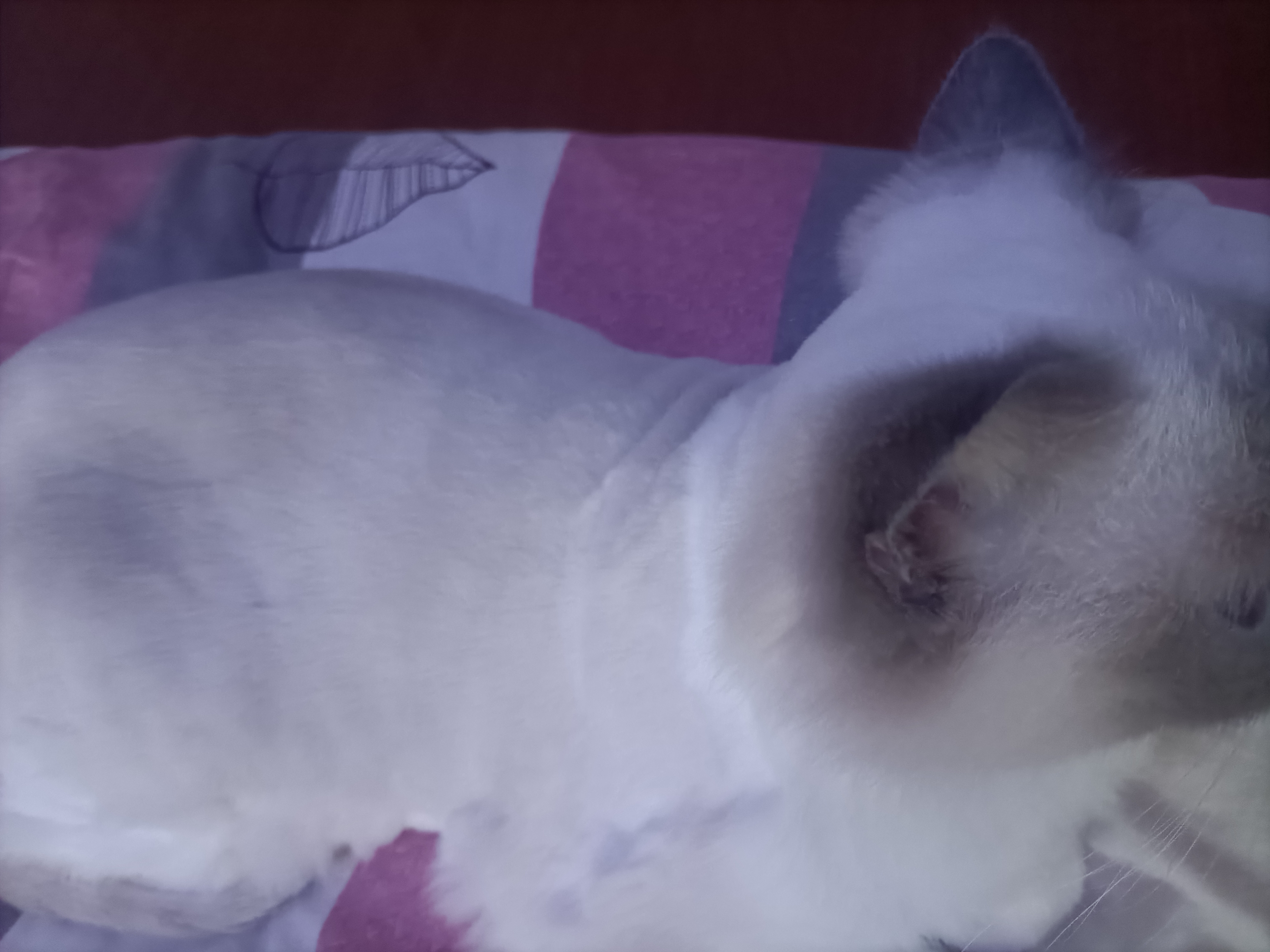 蚁族宠物剃毛器长毛宠物专用推子剃猫狗毛神器电推子含指甲钳宠物用品 实拍图