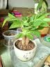 发财树盆栽大植物室内办公室桌面客厅小盆景招财树苗绿植花卉盆栽 三杆发财树 5-8cm【原盆】 【送肥料】 实拍图