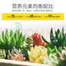 史丹利花肥料家用养花通用型氮磷钾复合肥多肉盆栽有机花卉缓释肥450g 实拍图